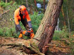 Best Lot and Land Clearing  in USA